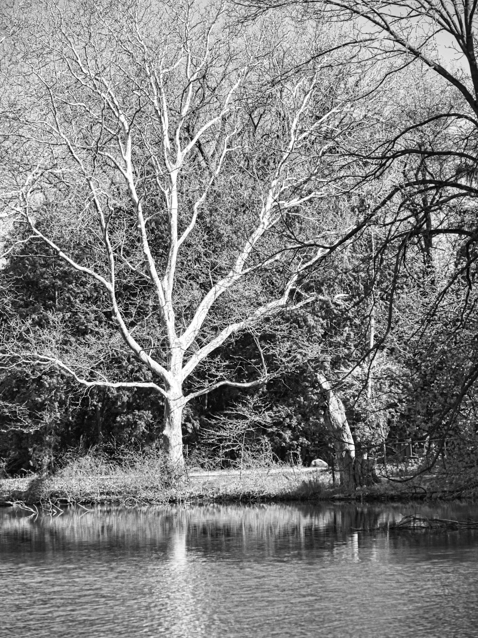 Black & White 00259