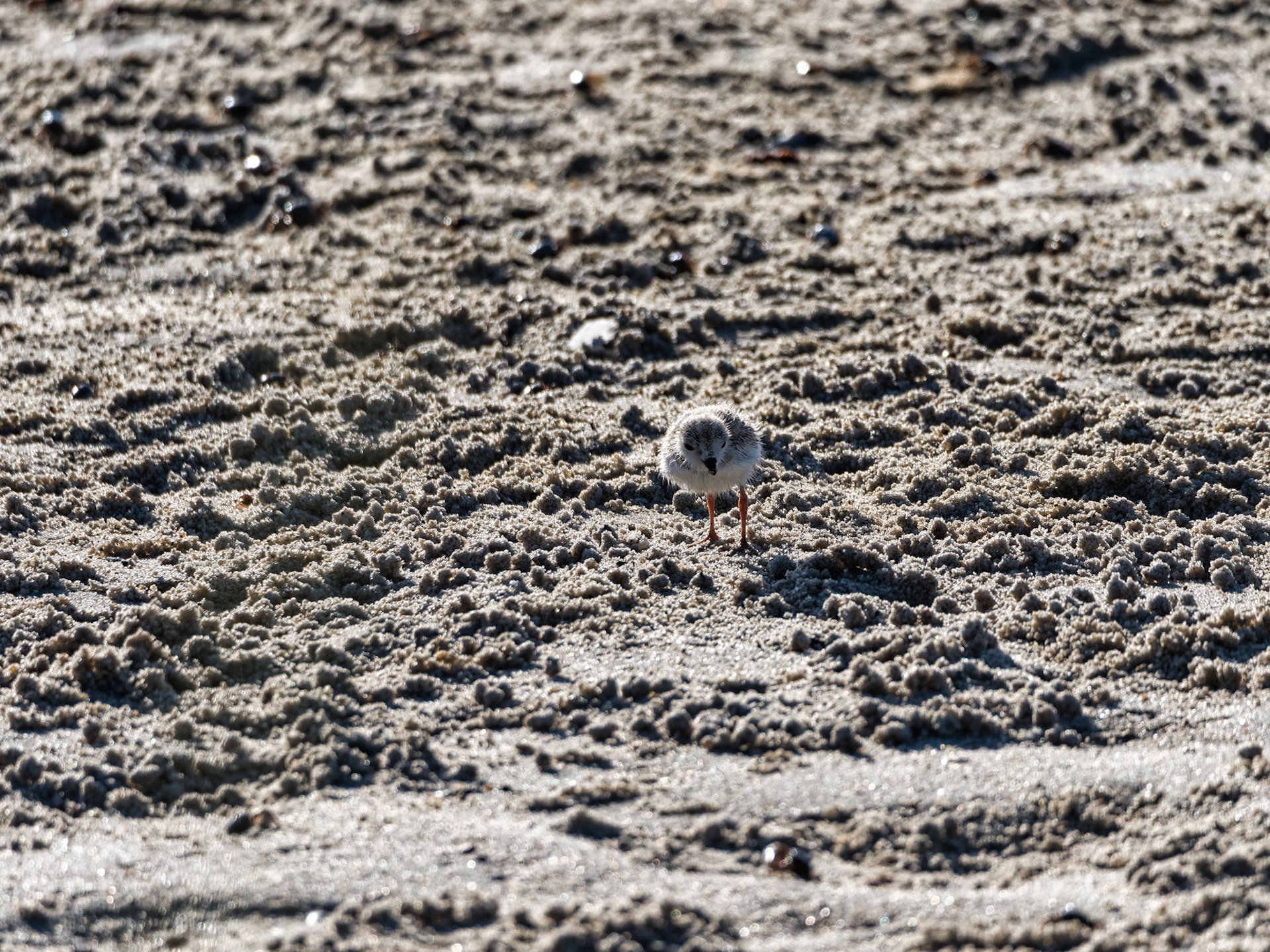 MA Cape Cod Birds 00027