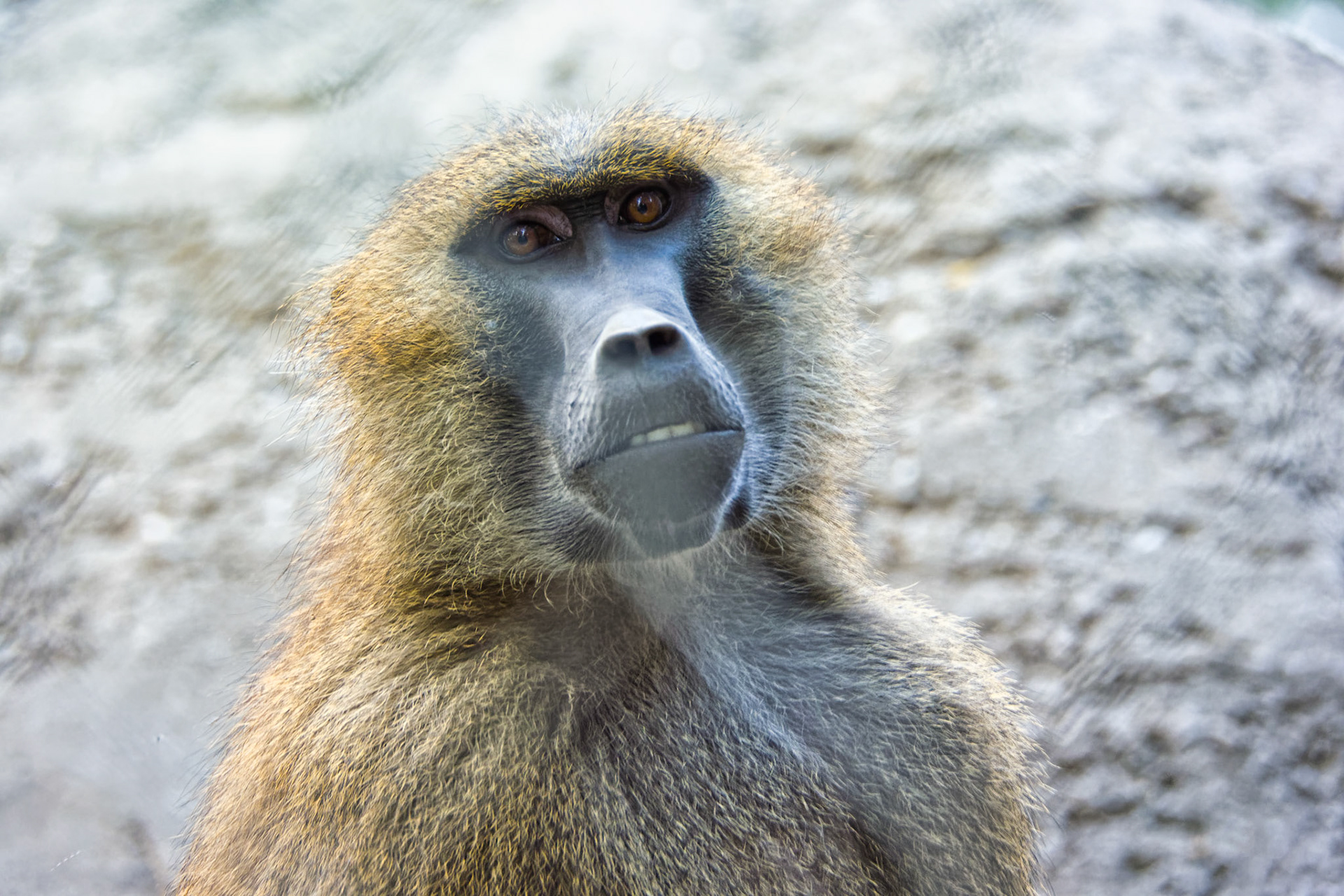 IN Zoo 00075