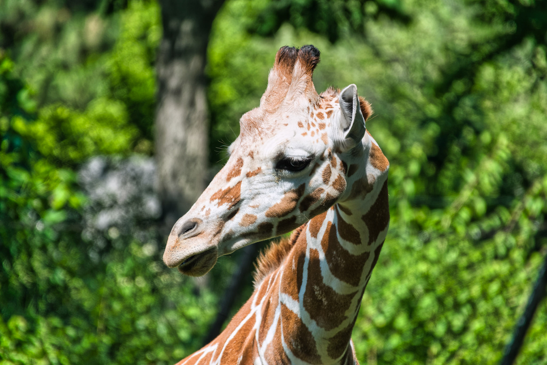 IN Zoo 00159