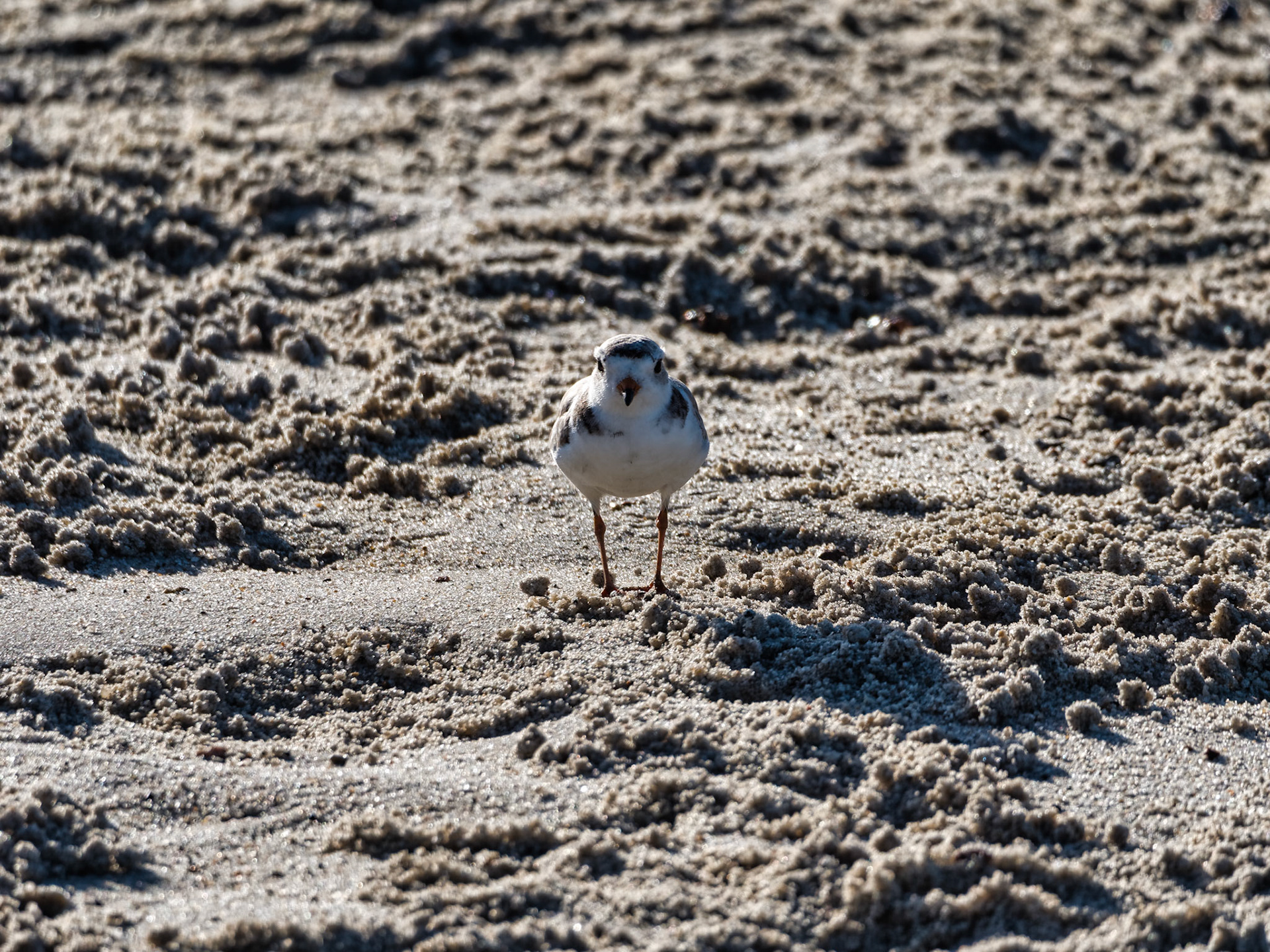 MA Cape Cod Birds 00025