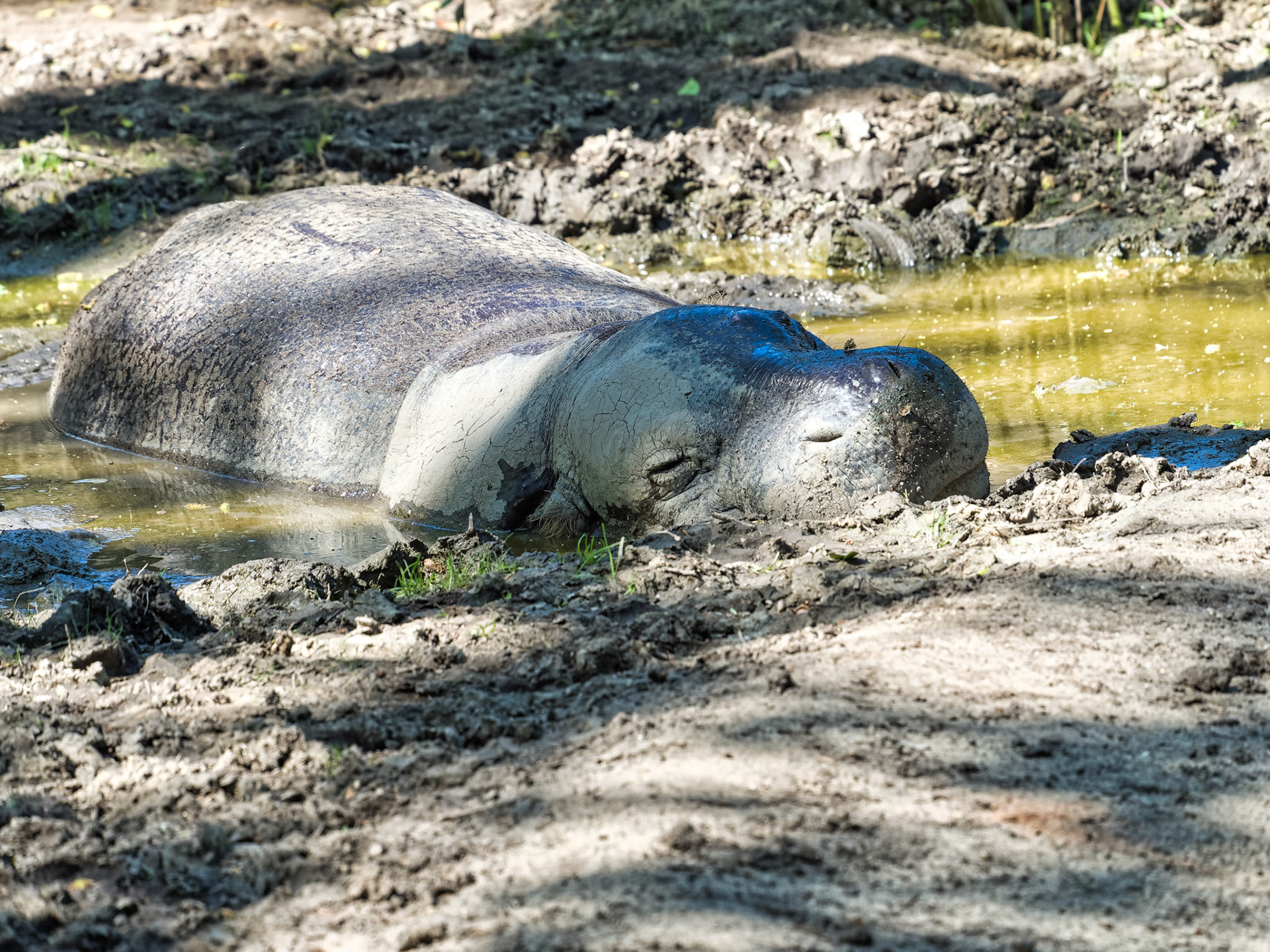 IL Brookfield Zoo 00022