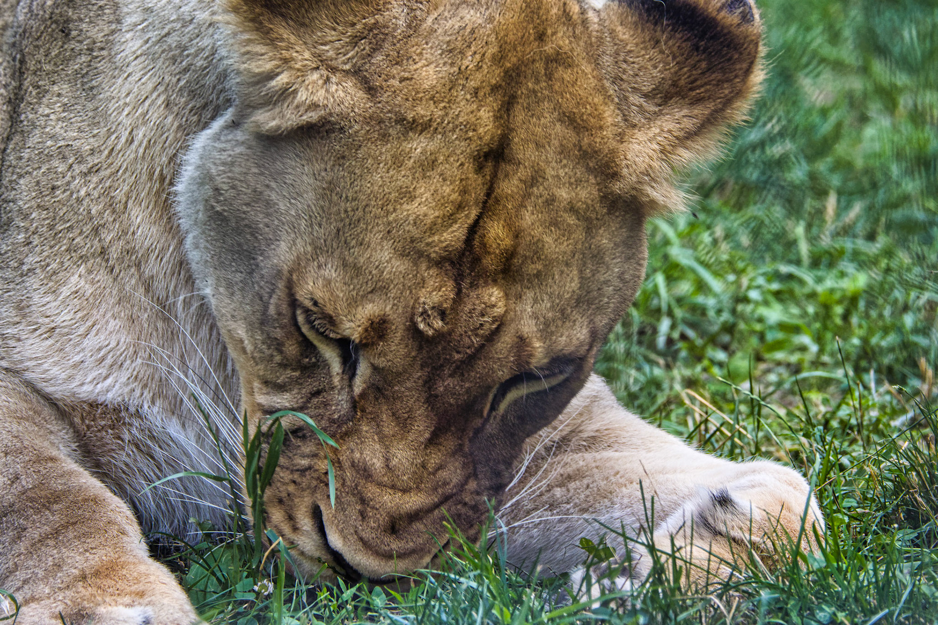 IN Zoo 00048