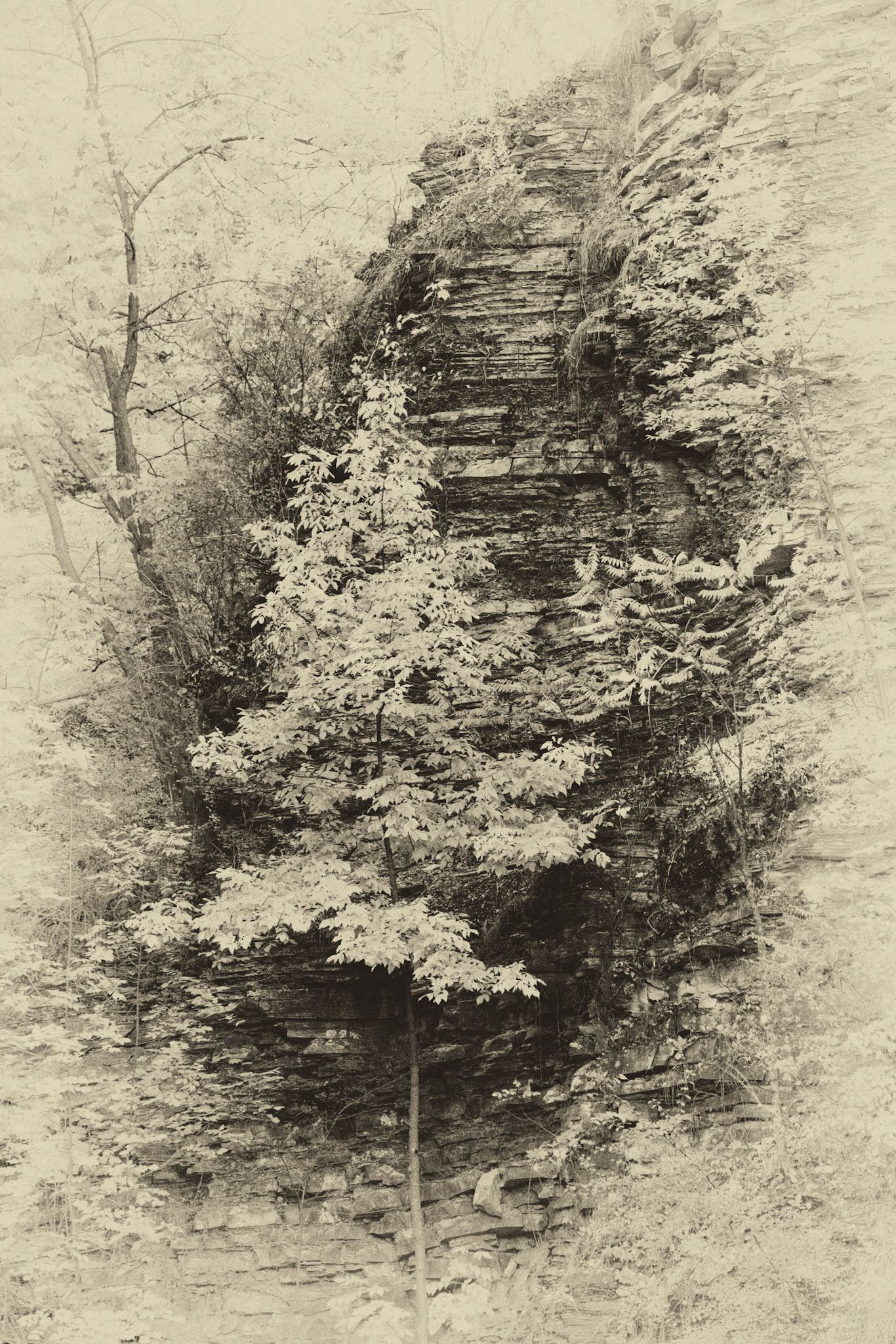 Black & White 00218