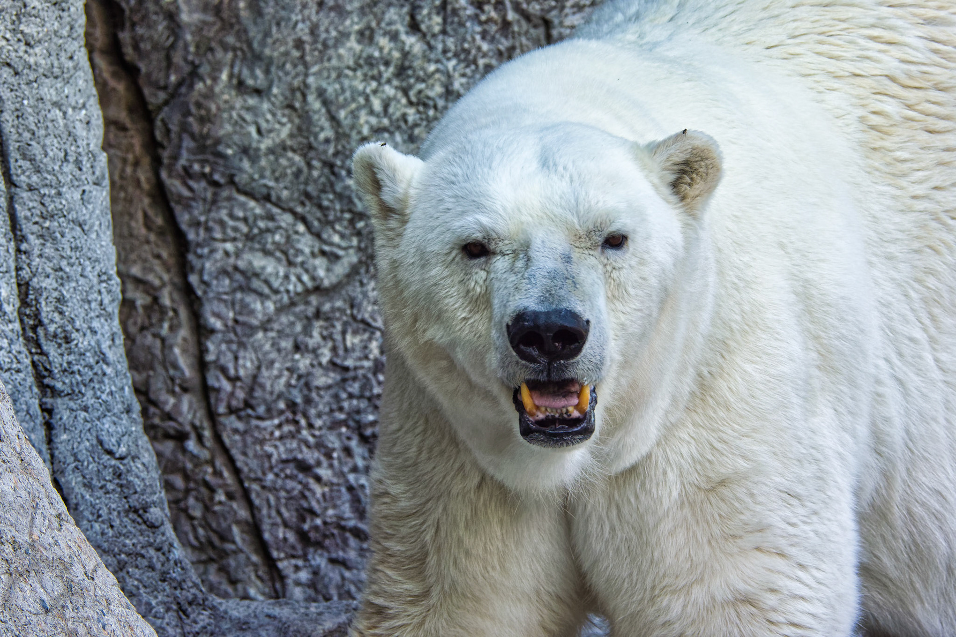IN Zoo 00014