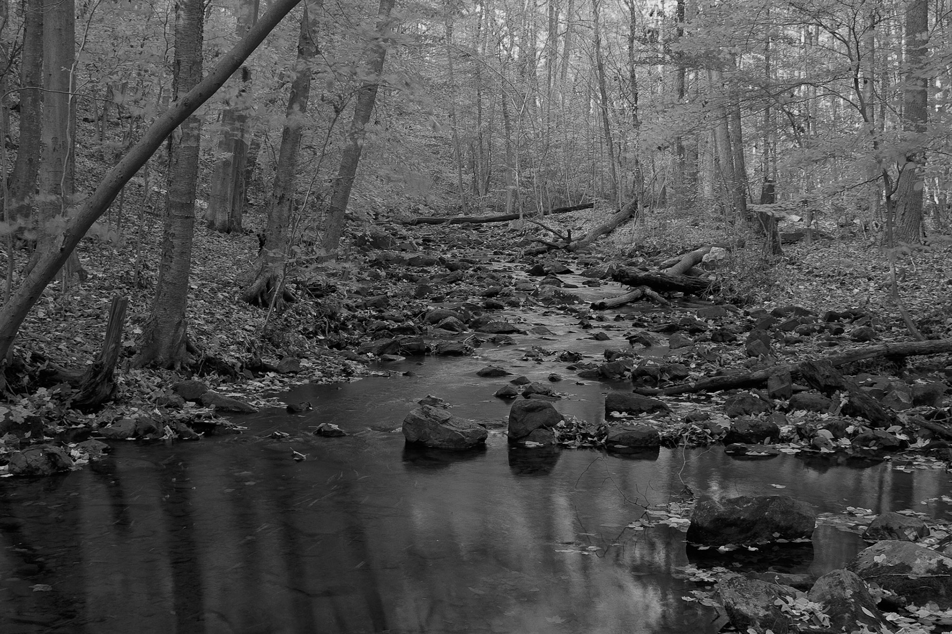 Black & White 00056