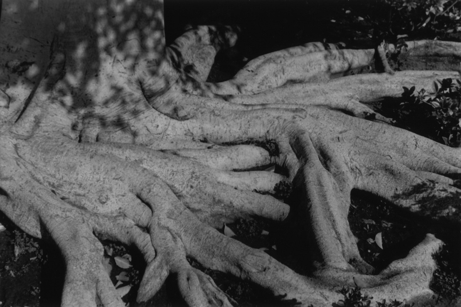 Tree 2. 1998, gelatin silver print.