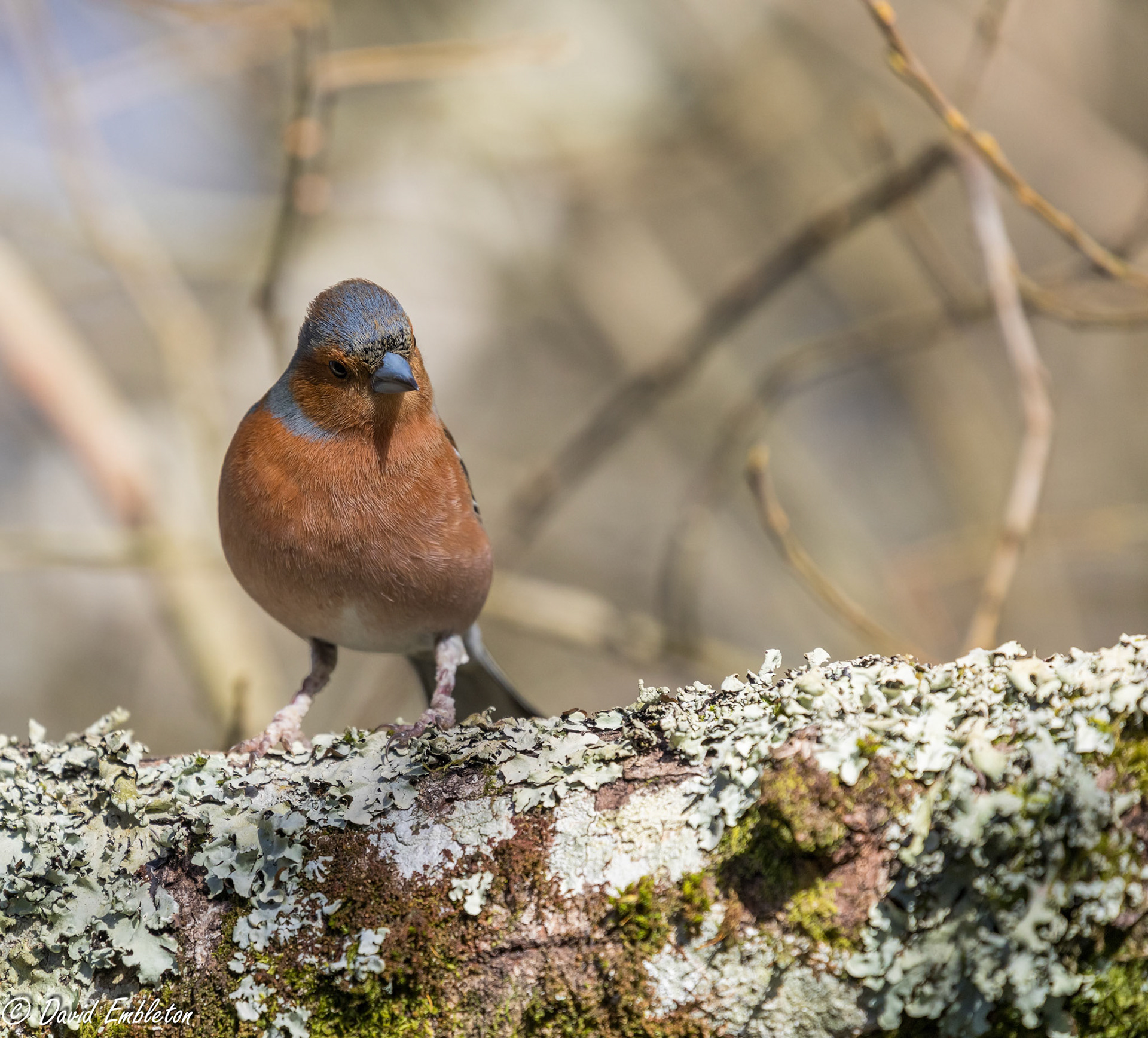 Chaffinch