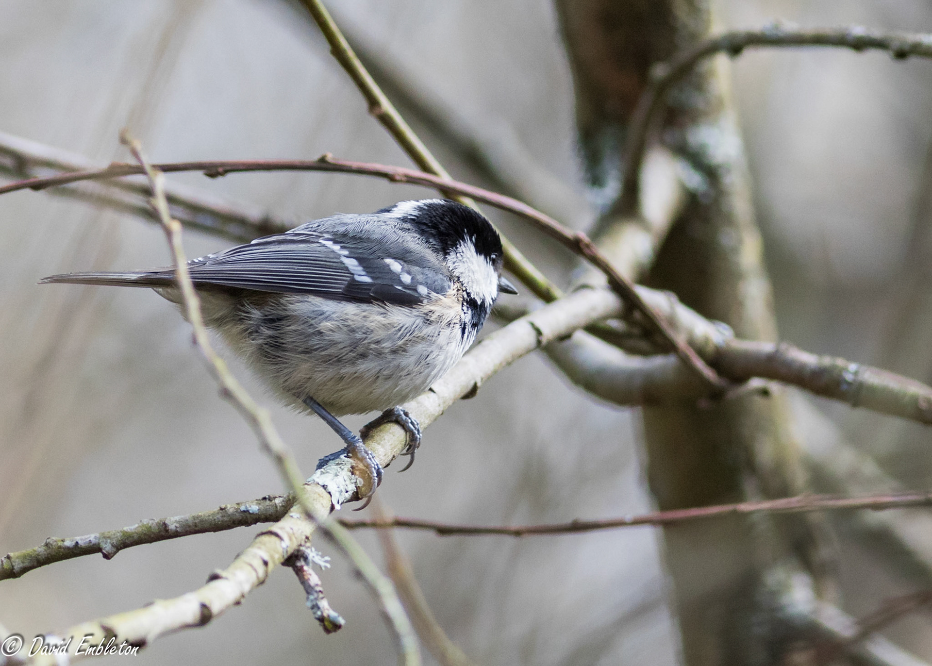 Coal tit