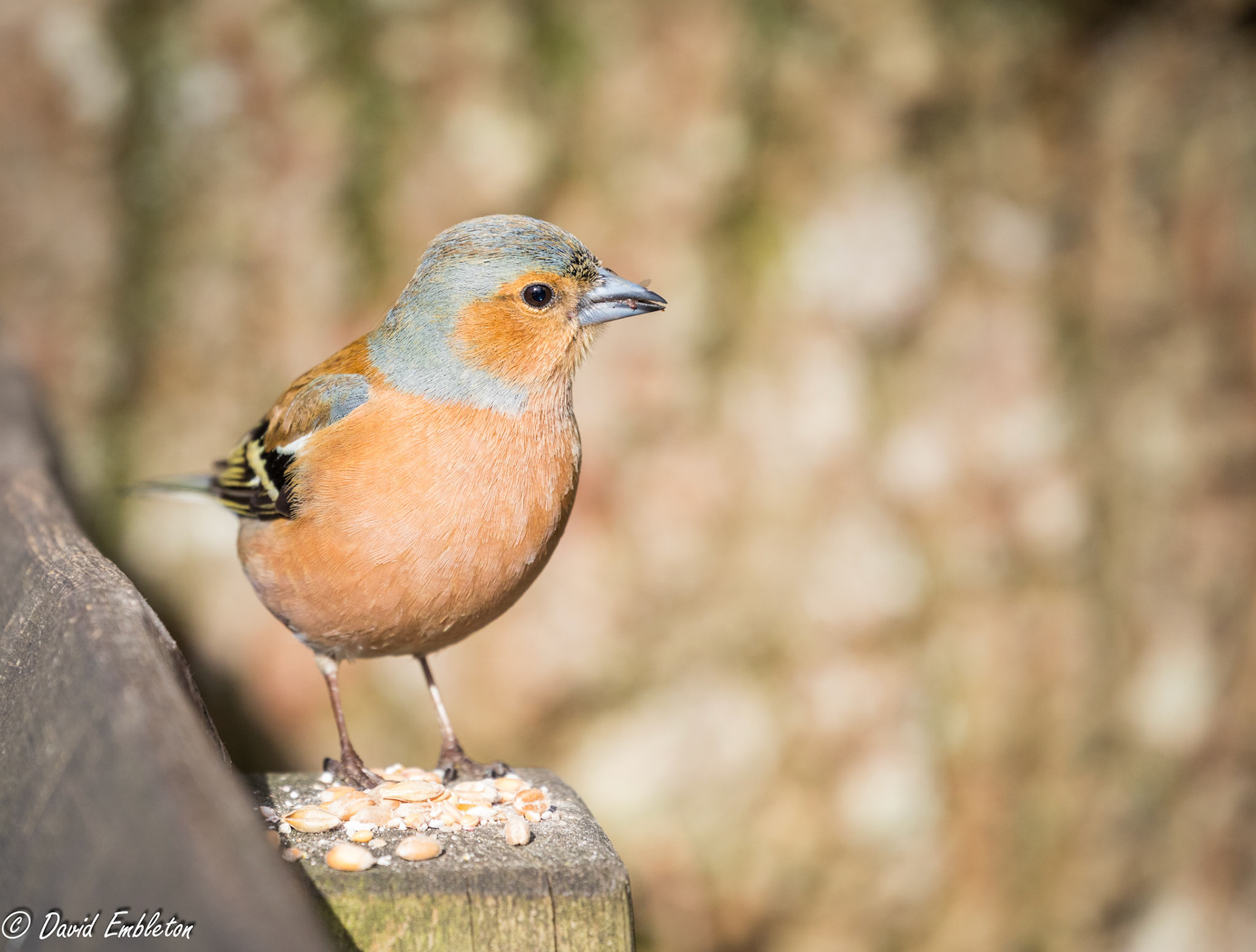 Chaffinch