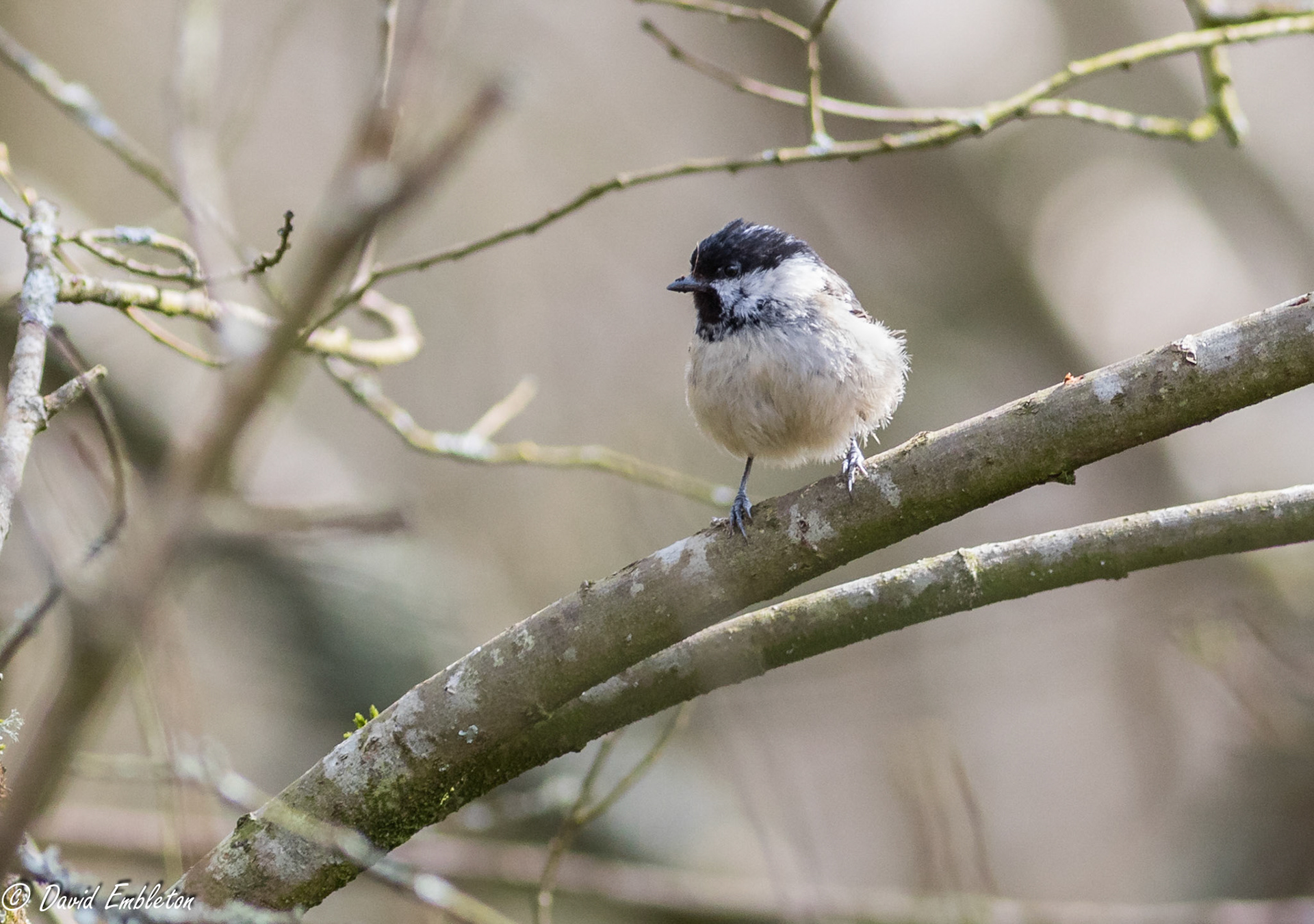 Coal tit