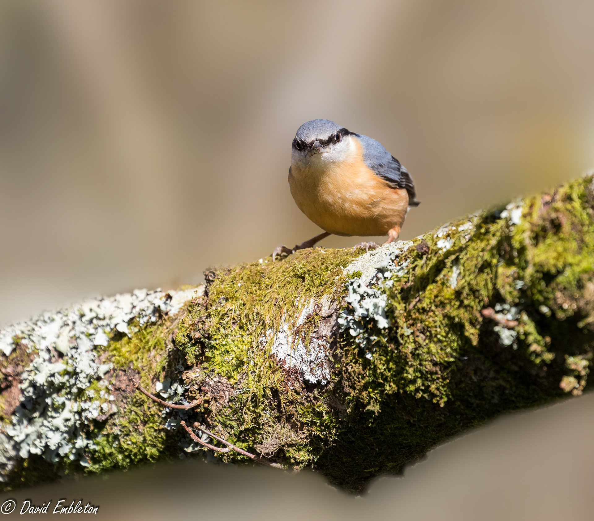 Nuthatch