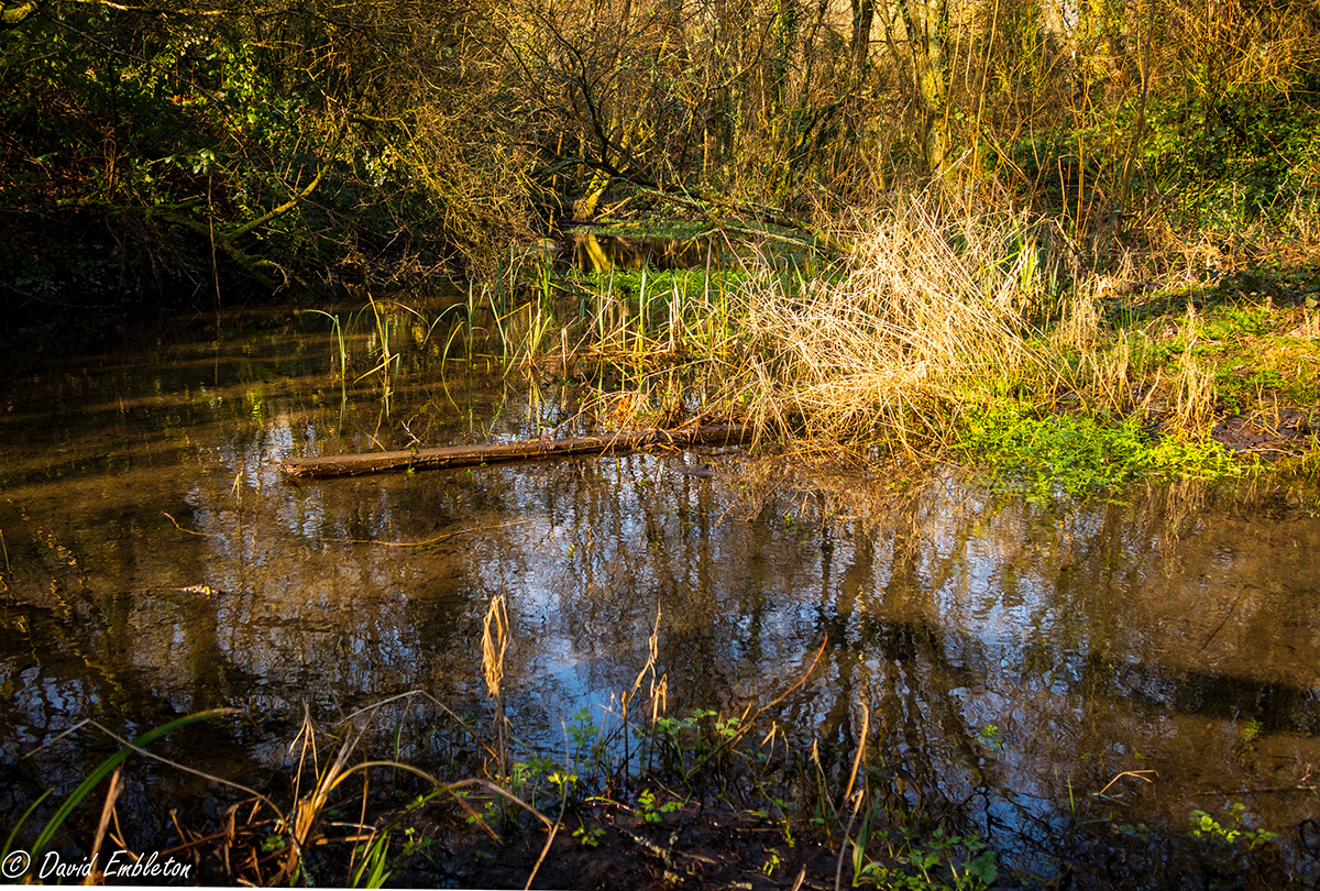 David Embleton - Efford Marsh Plymouth