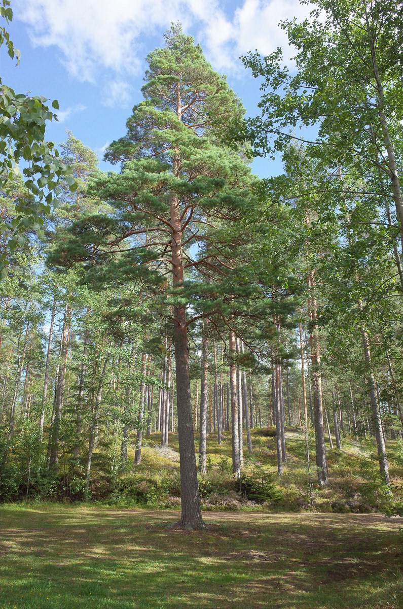Hällerum