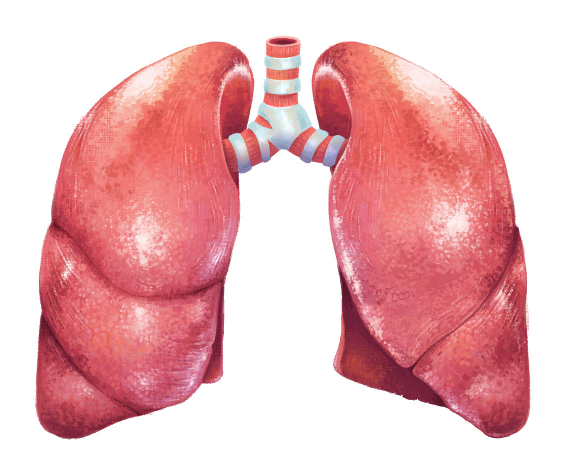 lungs