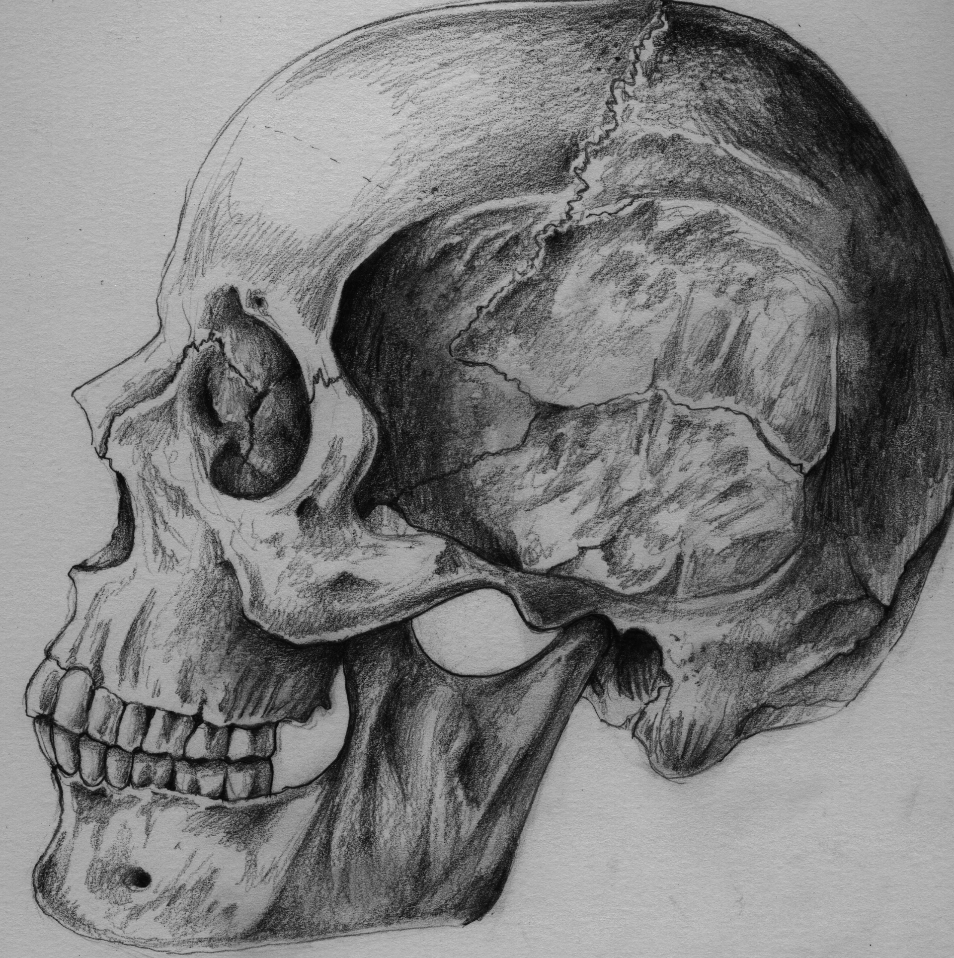 Liver Diagram In Pencil - Liver Pictures Images, Stock Photos & Vectors | Shutterstock / Free ...