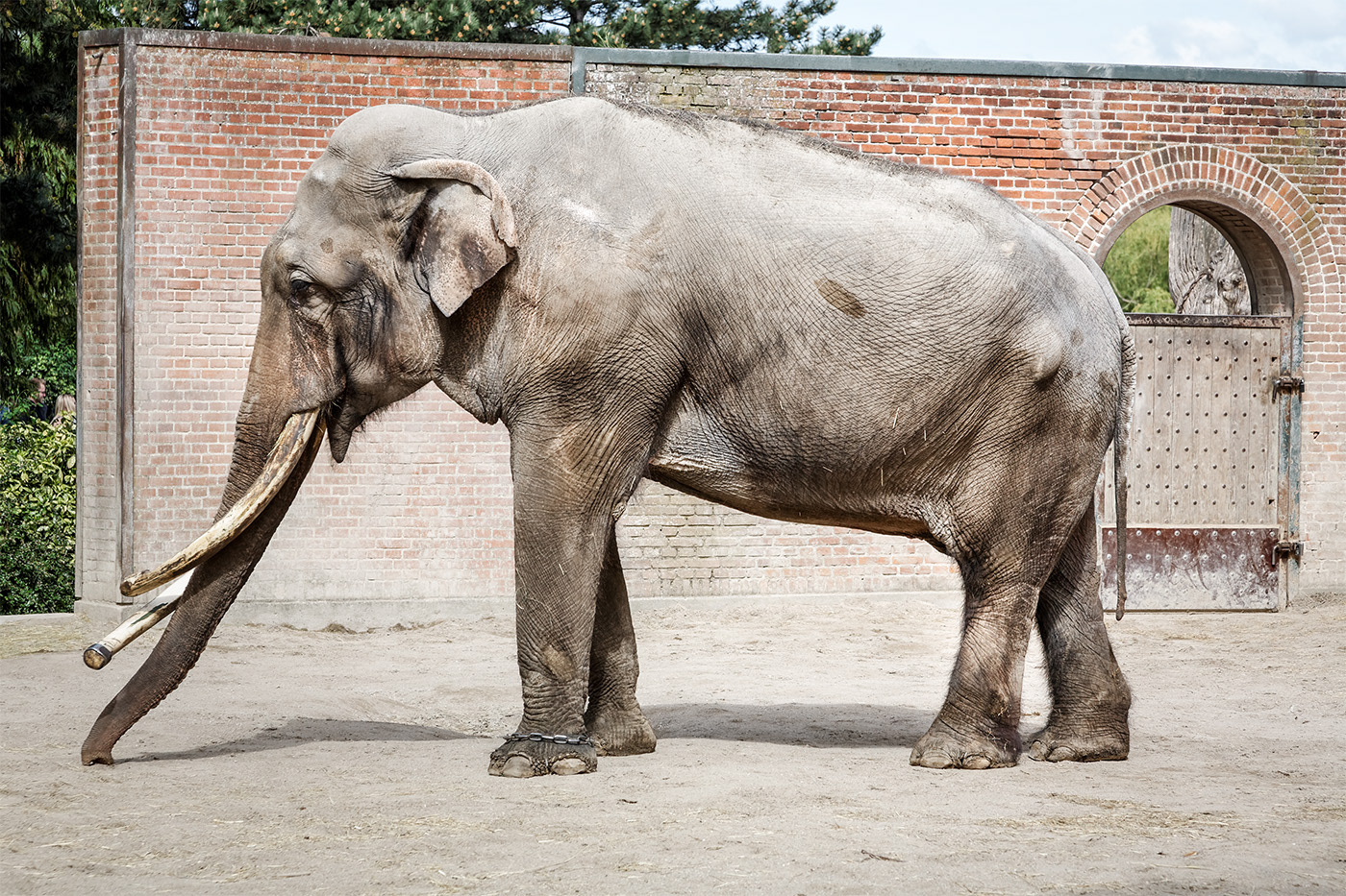 Carsten Brandt Elephas maximus indicus