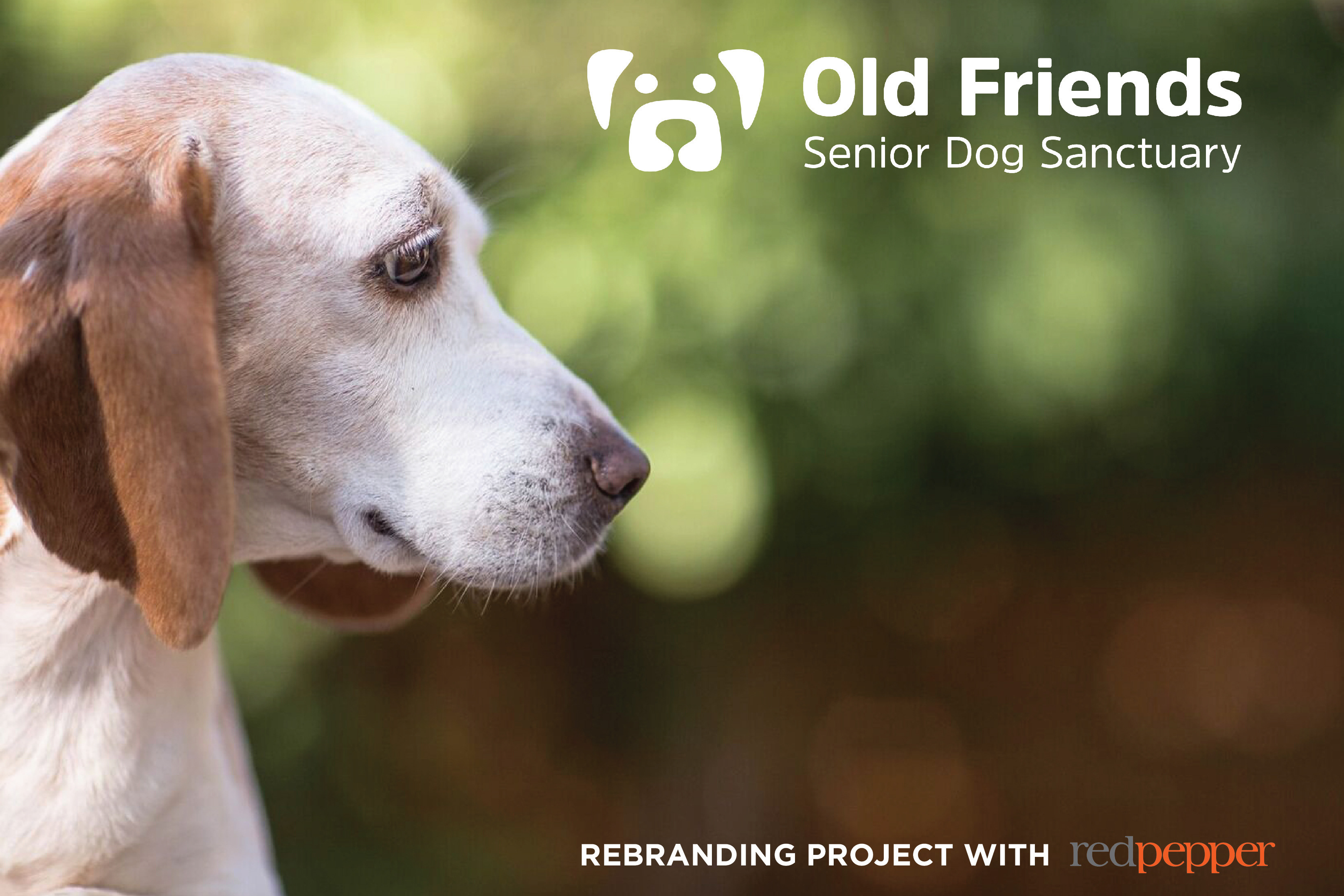 Old Friends Senior Dog - Old Friends Senior Dog Sanctuary