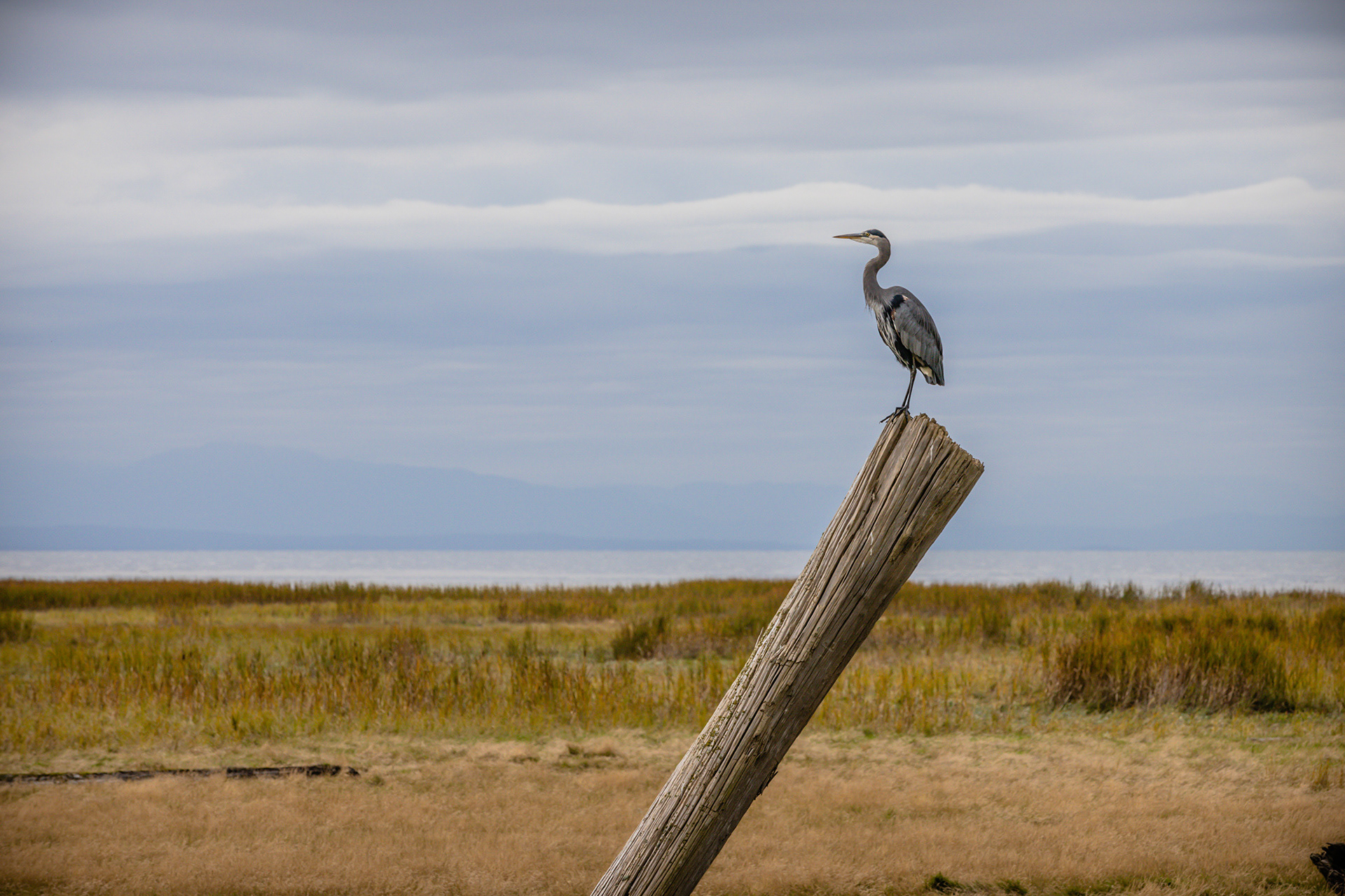 Heron // West Dyke Trail // Richmond, BC