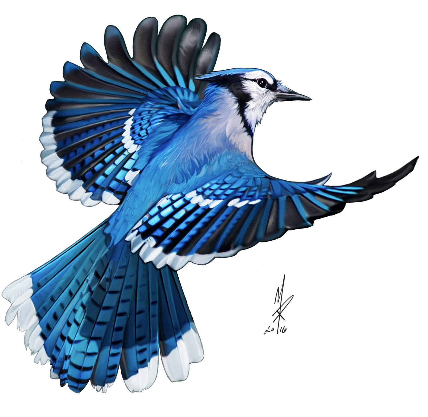 Monte Ritz - Illustration Childrens Book Flight Of The Blue Jay