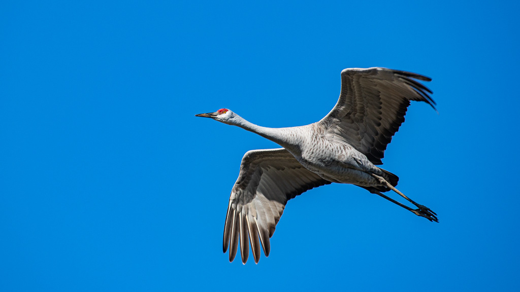 Philippe Jeanty - Tennessee, Sandhill Cranes