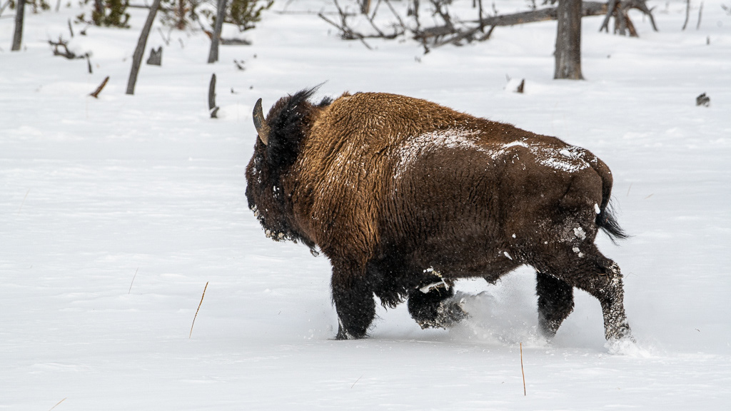 Philippe Jeanty - Yellowstone, Bisons Running