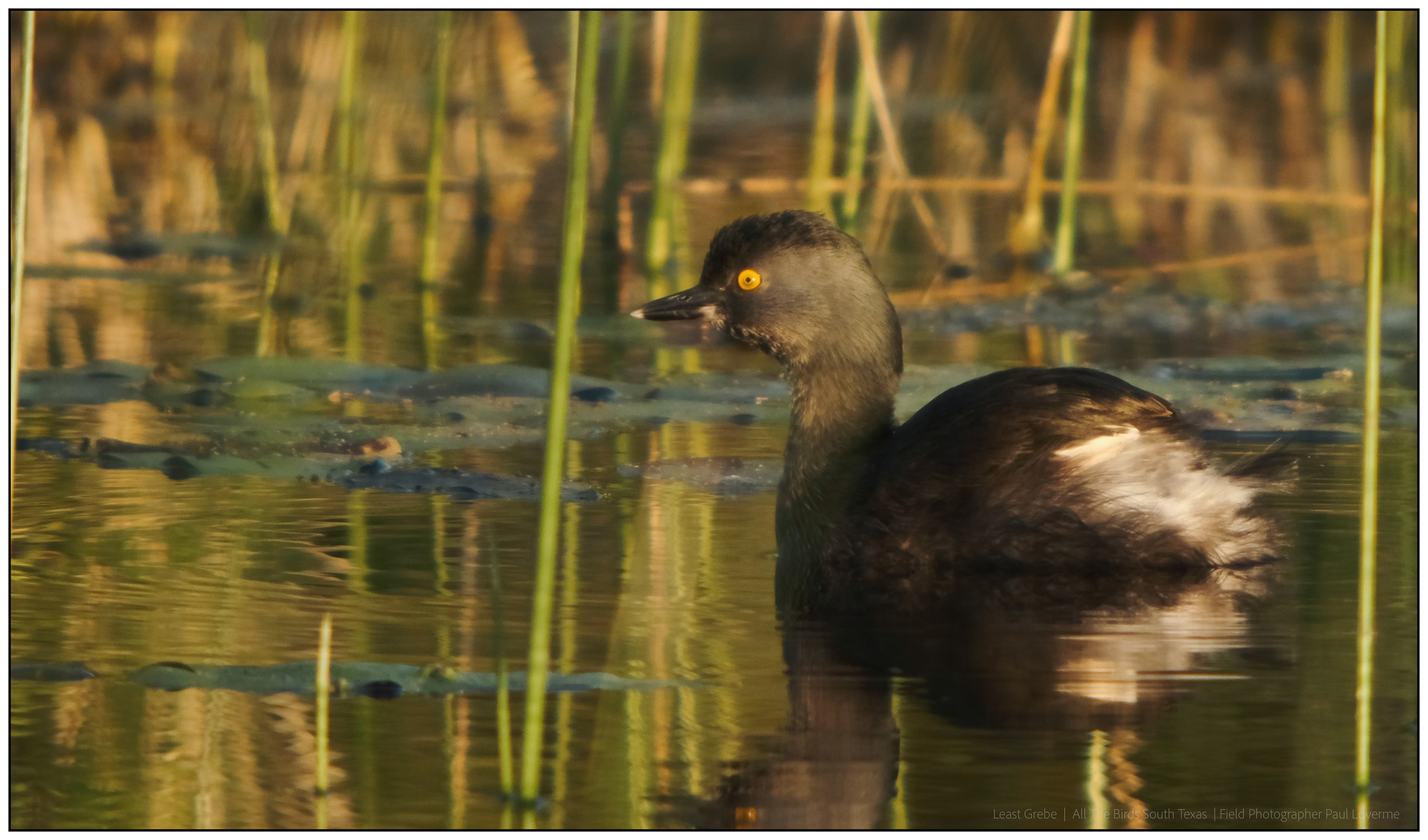 Least Grebe