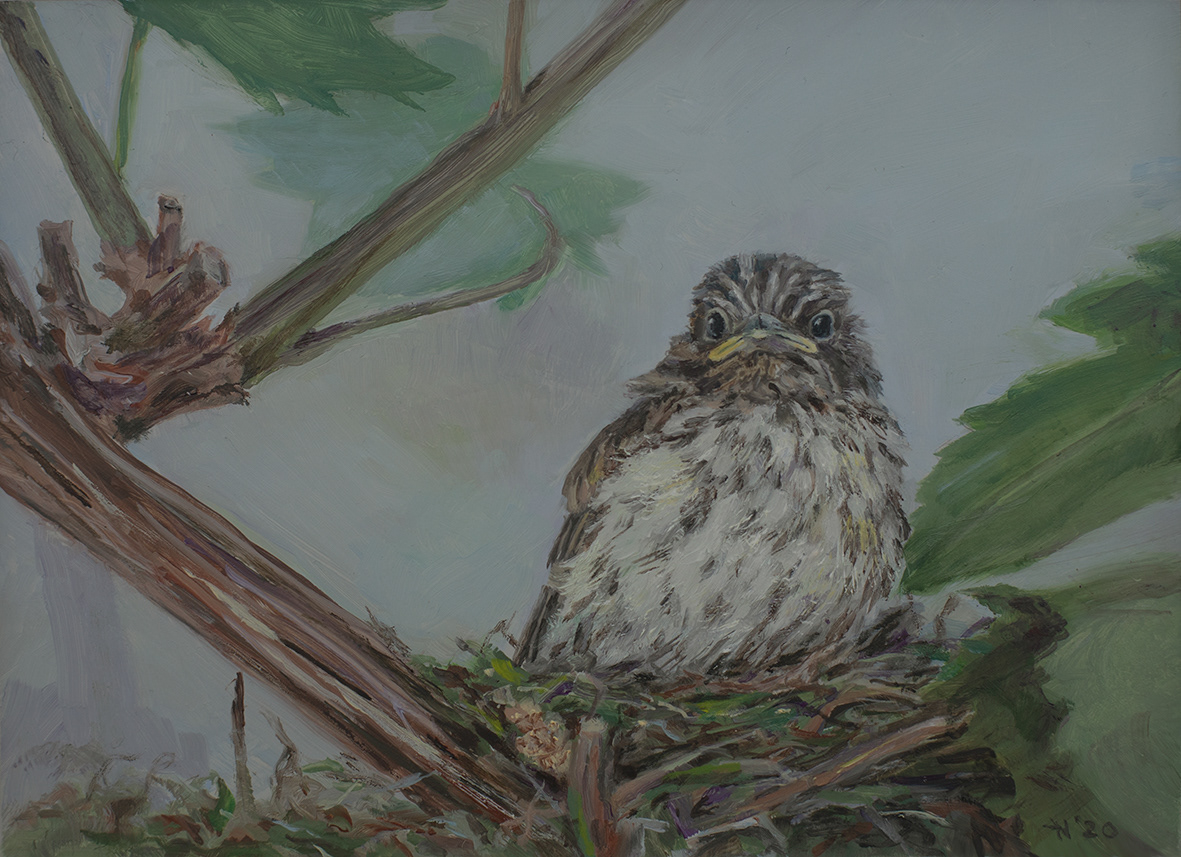 Baby Flycatcher (18x13 cm €800,-)