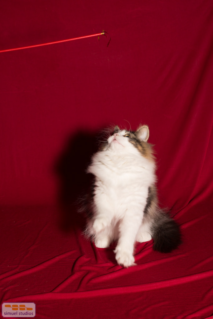8356