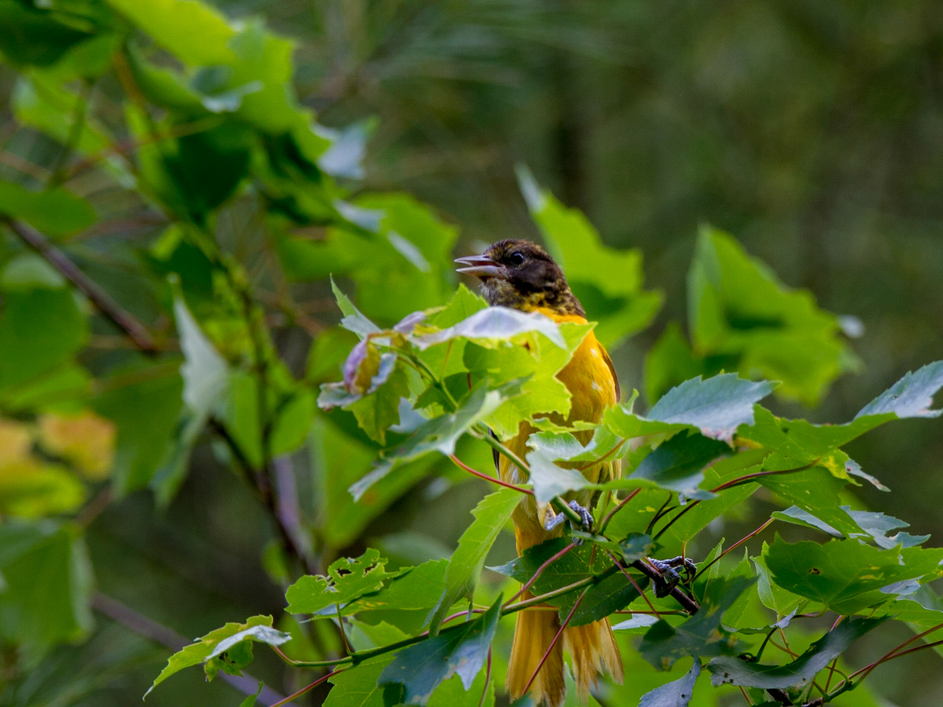 Singing in the tree