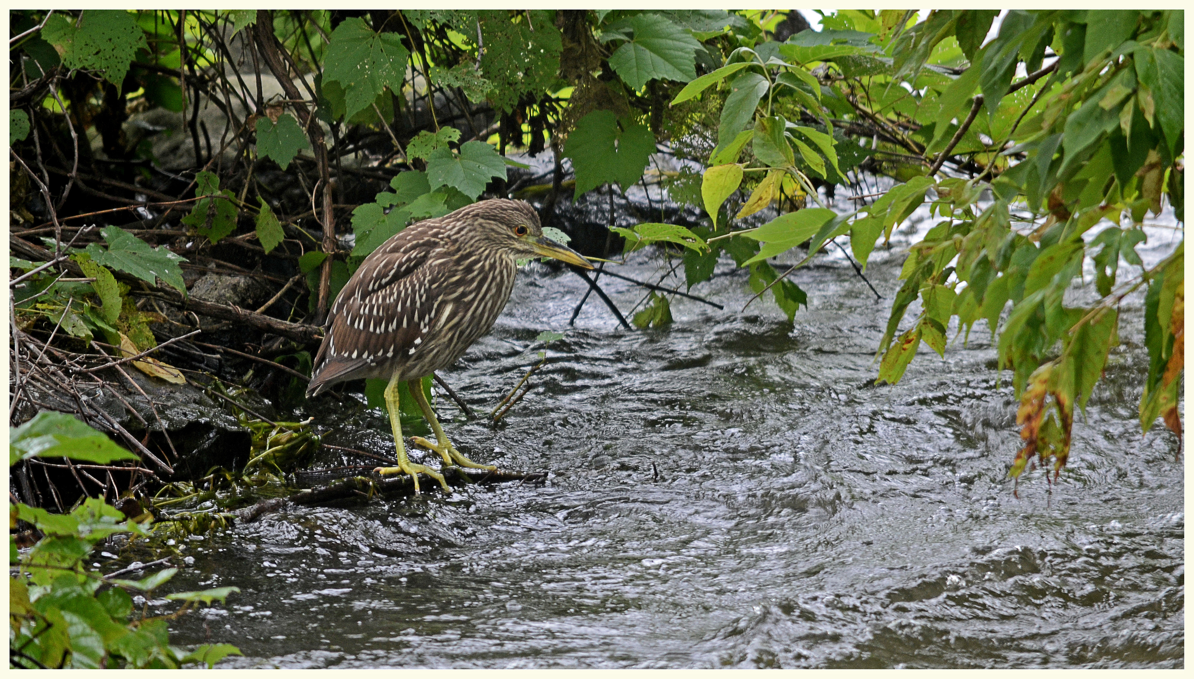 Black Crowned Night Heron (Juv)