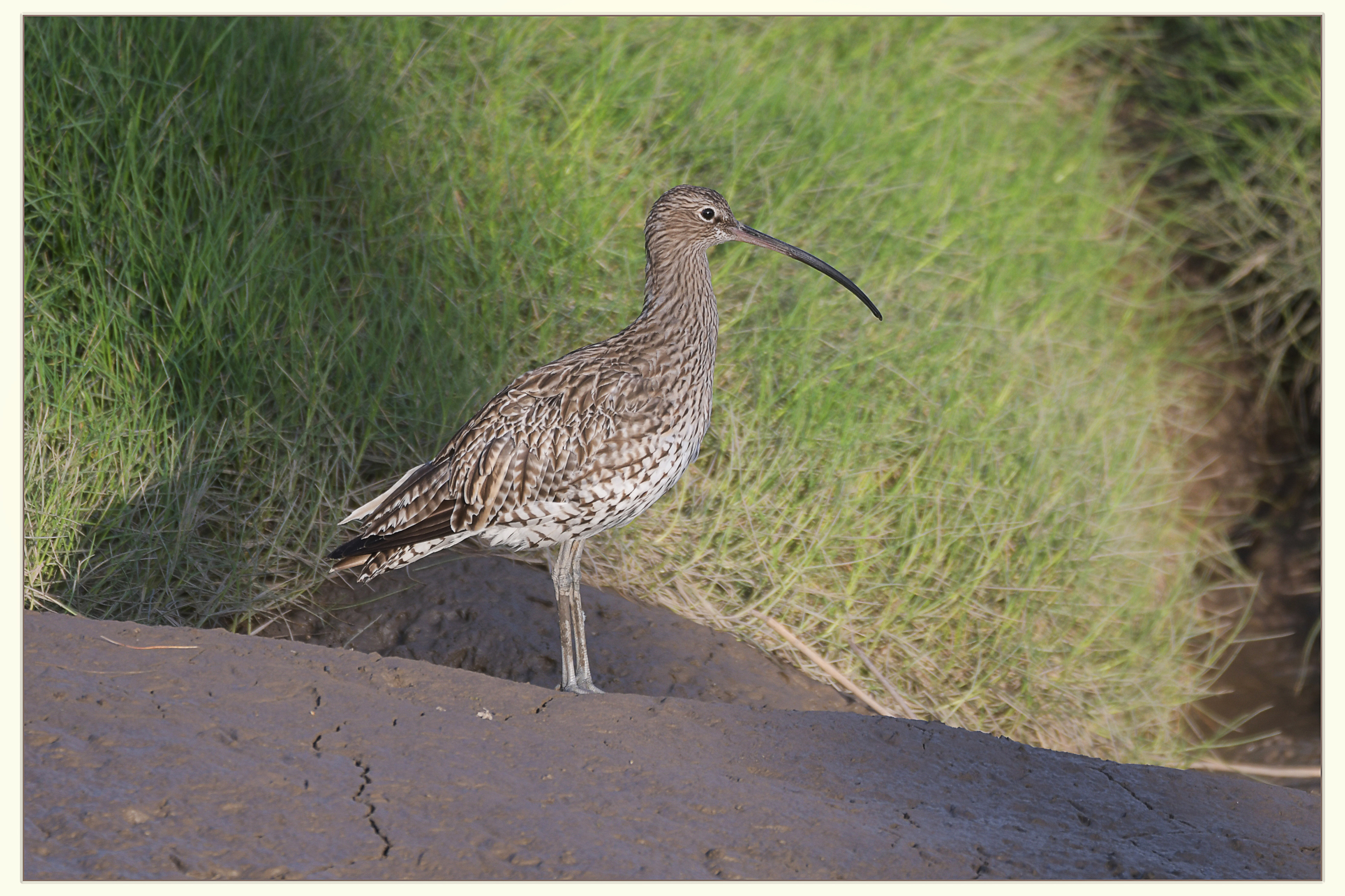 Eurasian Curlew