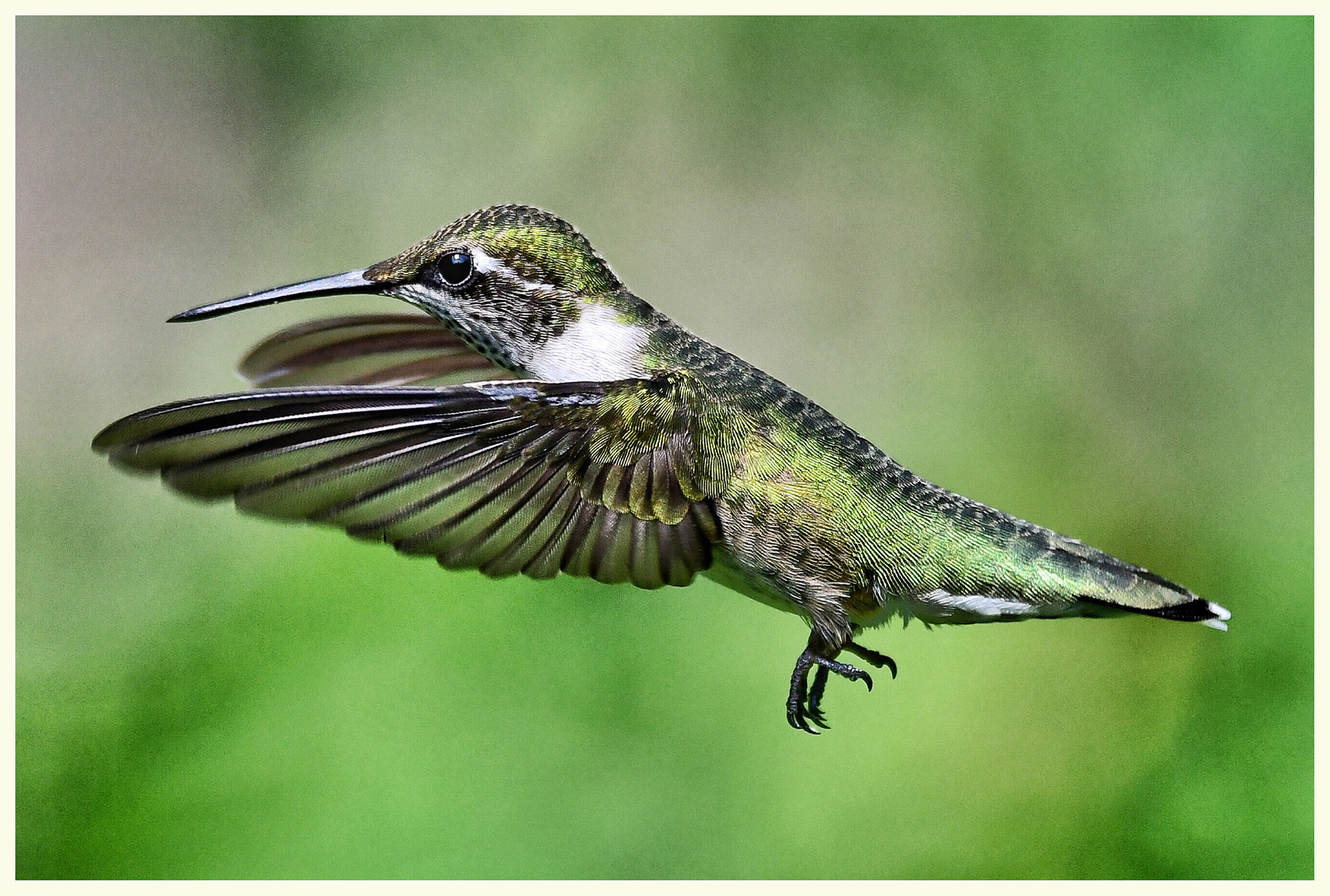 Ruby Throated Hummingbird