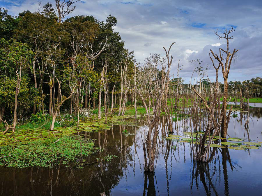 264 AMAZONAS