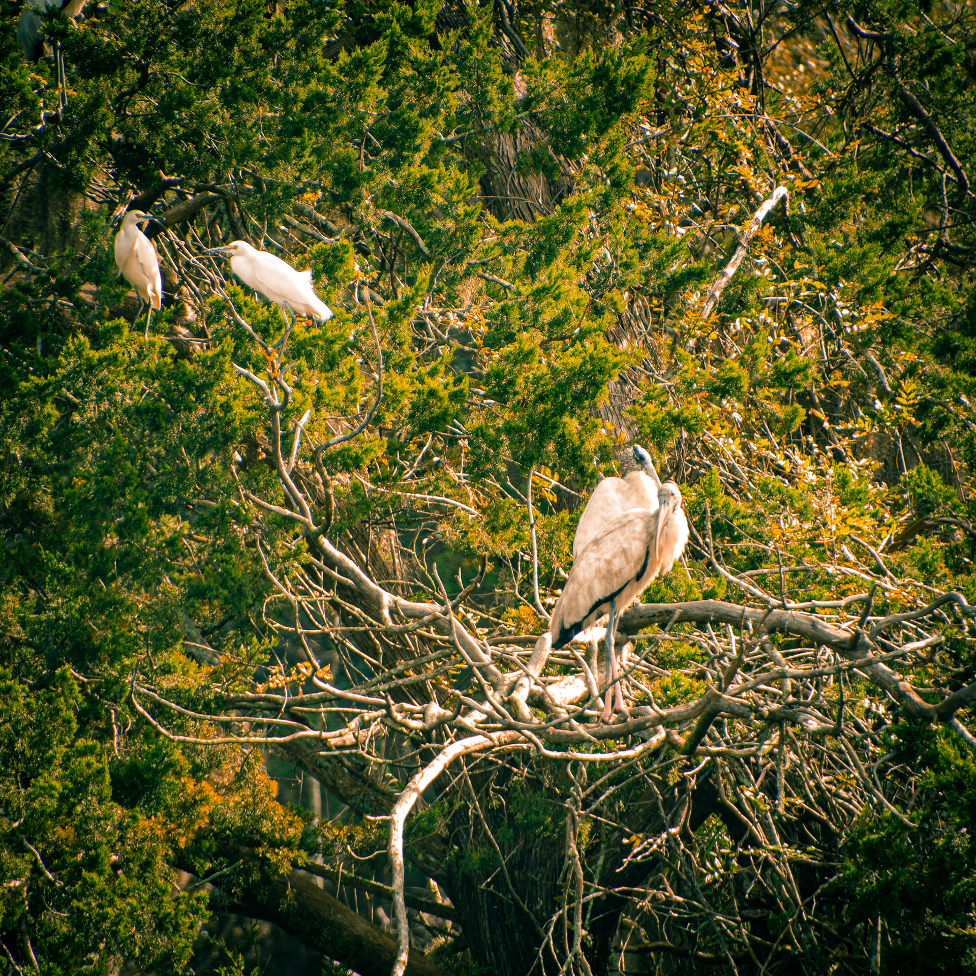 Storks and herons
