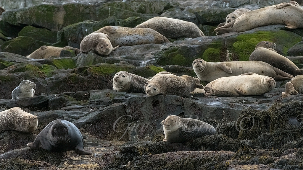 Seals/ Phoques. Near Machias Seal Island, Bay of Fundy, NB, Canada. (E242004). © Guy L Brun