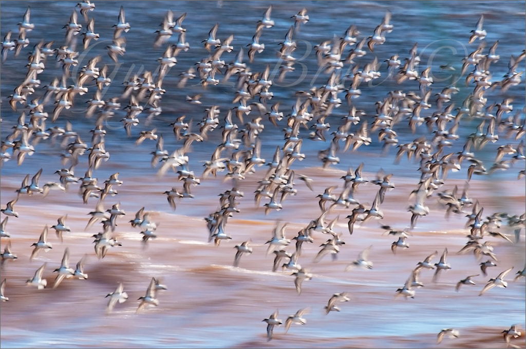 Semipalmated Sandpiper/ Bécasseau semipalmé; Bay of Fundy, NB, Canada. (11G1100). © Guy L Brun