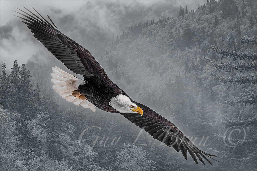 Bald Eagle/ Pygargue. Composite of two images, Eagle - NS, Canada & Background - Alaska, USA. (E222199). © Guy L Brun