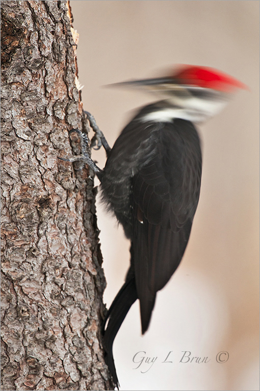 Pileated Woodpecker/ Grand pic. NB, Canada. (12A4442). © Guy L Brun