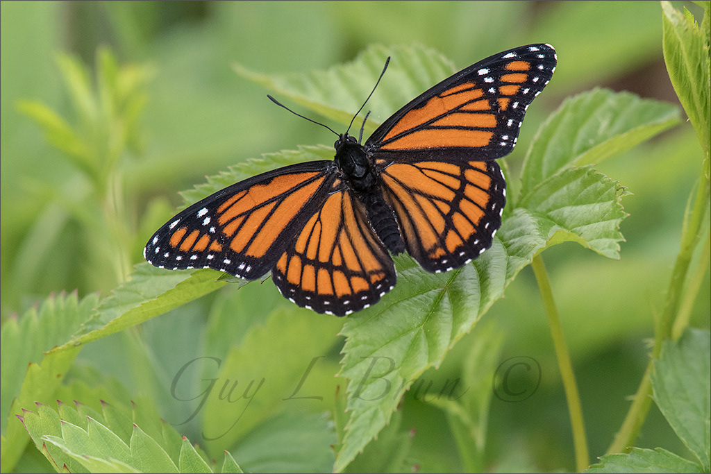 Monarch Butterfly/ Papillon monarque. New Brunswick, Canada. (E197406). © Guy L Brun