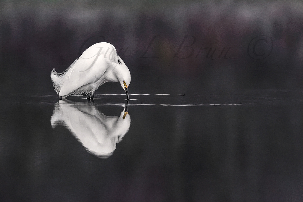 Snowy Egret/ Aigrette neigeuse. NB, Canada (E228000). © Guy L Brun