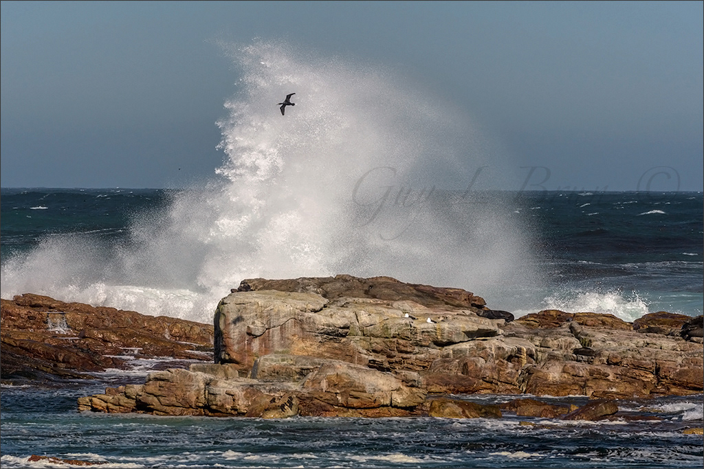 Cape of Good Hope - South Africa. (E203625). © Guy L Brun