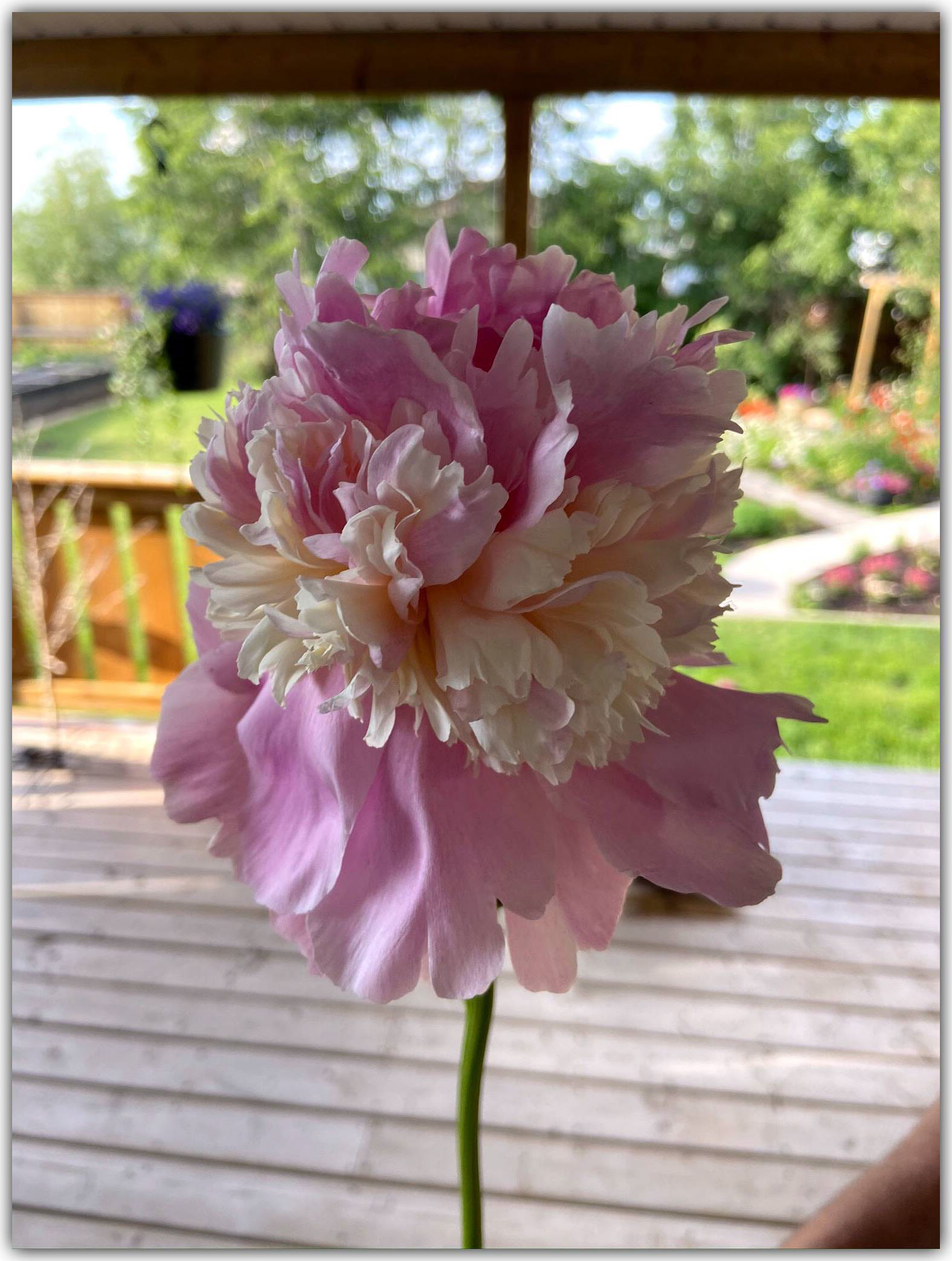 from Tracy Checkel