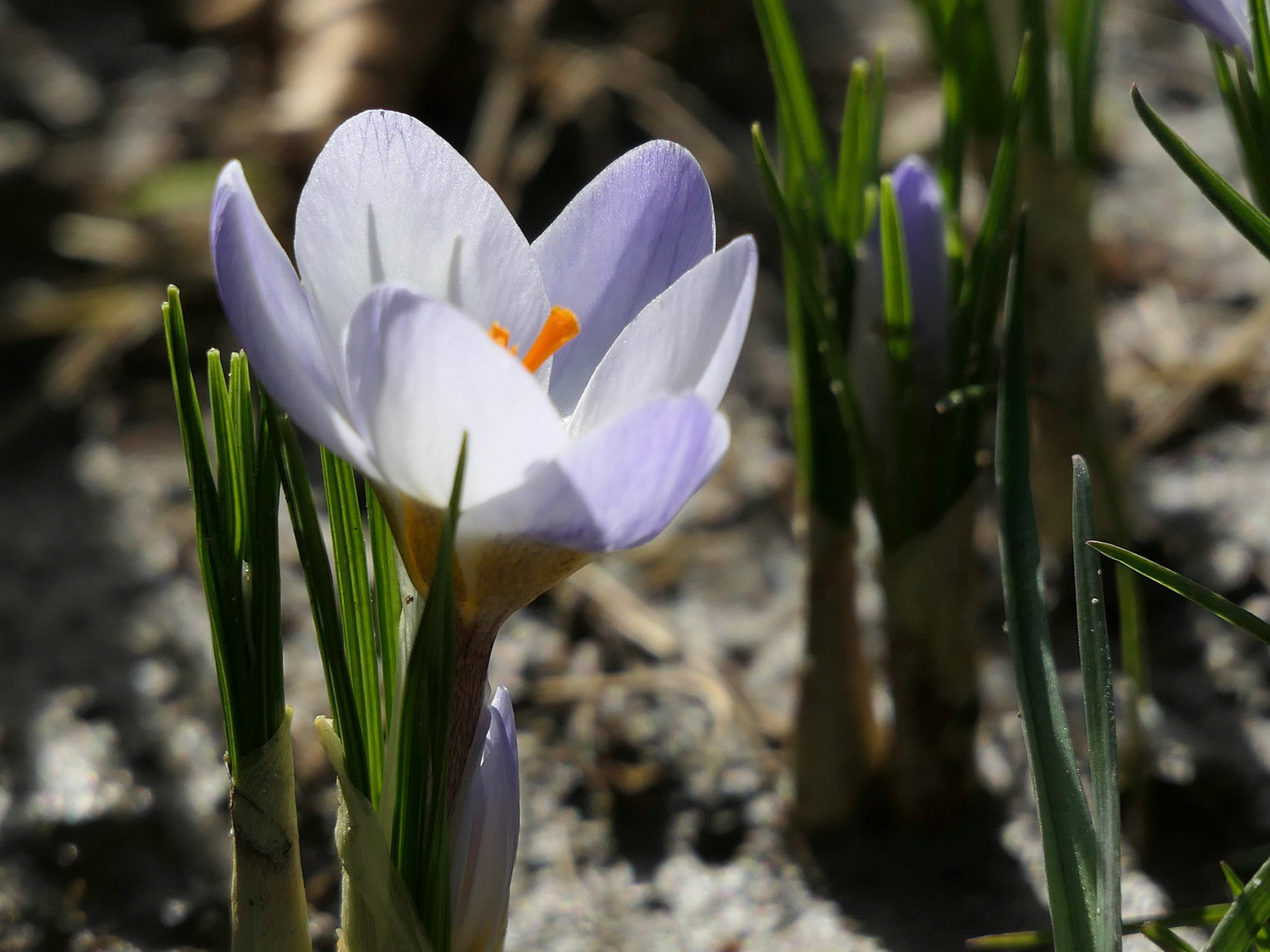 Crocus