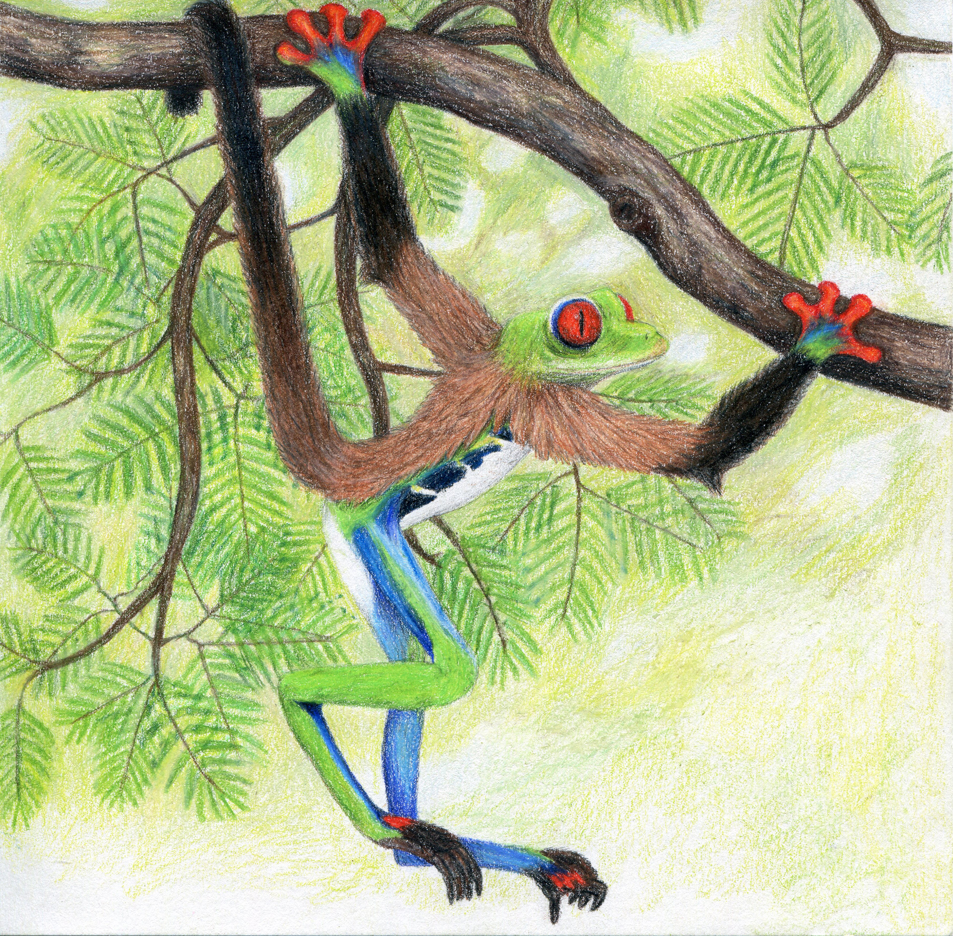 May: The Red-Eyed Tree Fronkey