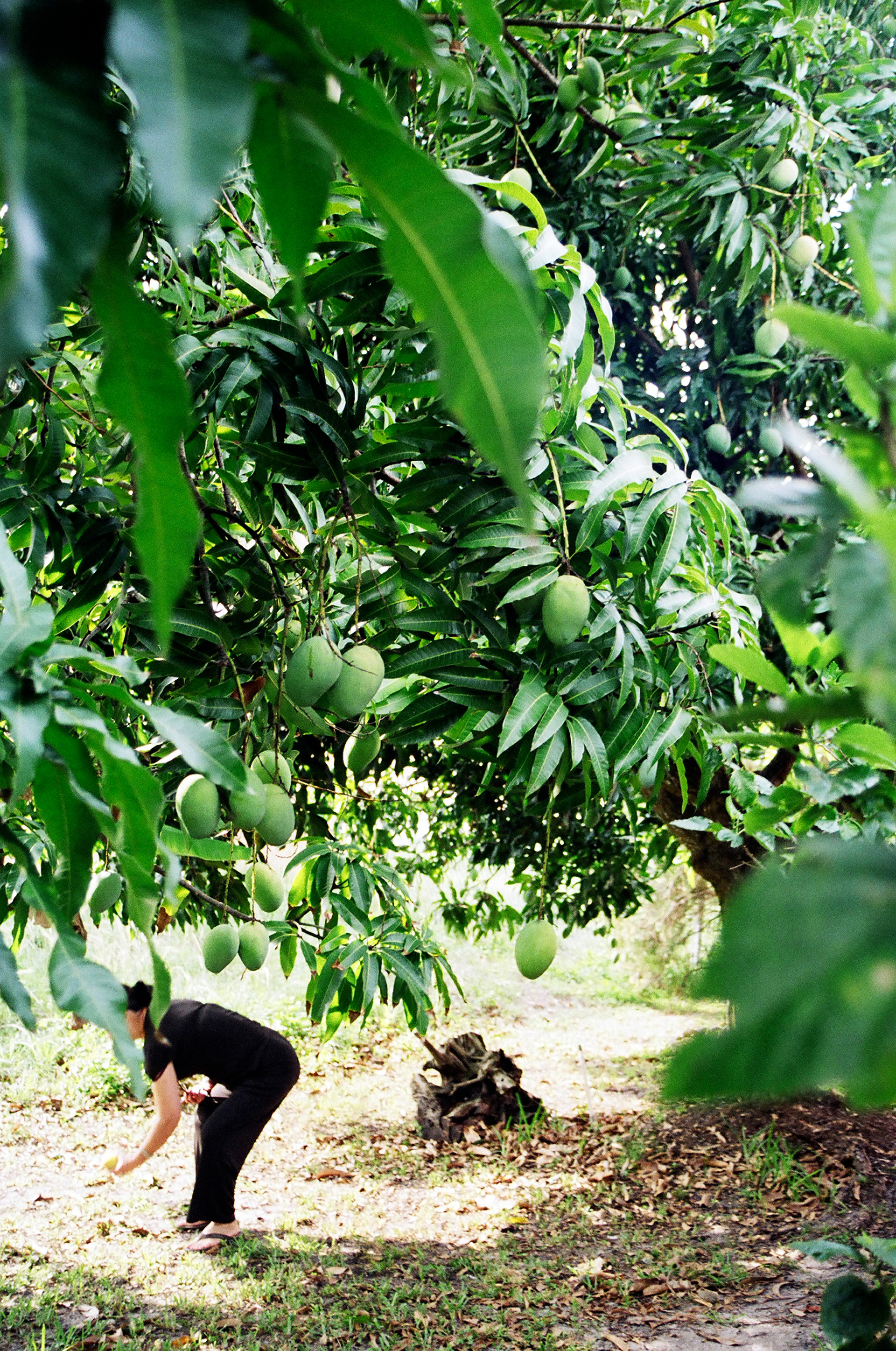 Green mangos on the trees.