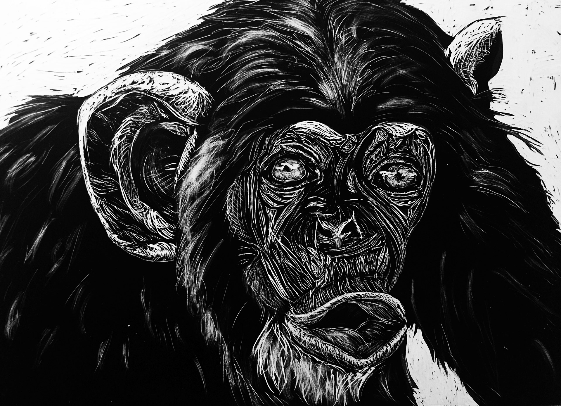 Wildlife collection- Monkey (2017)