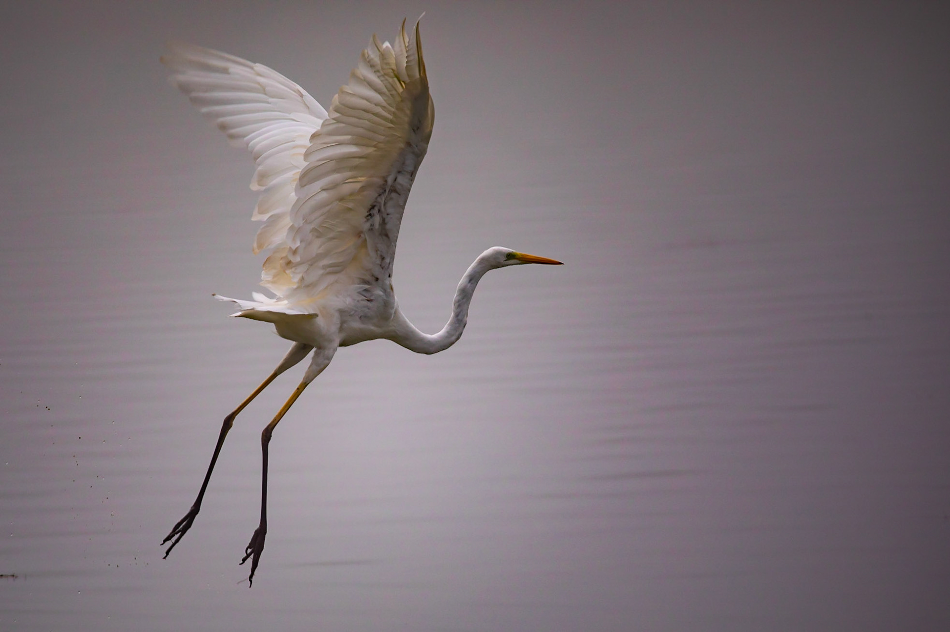 La Dombes et la brume