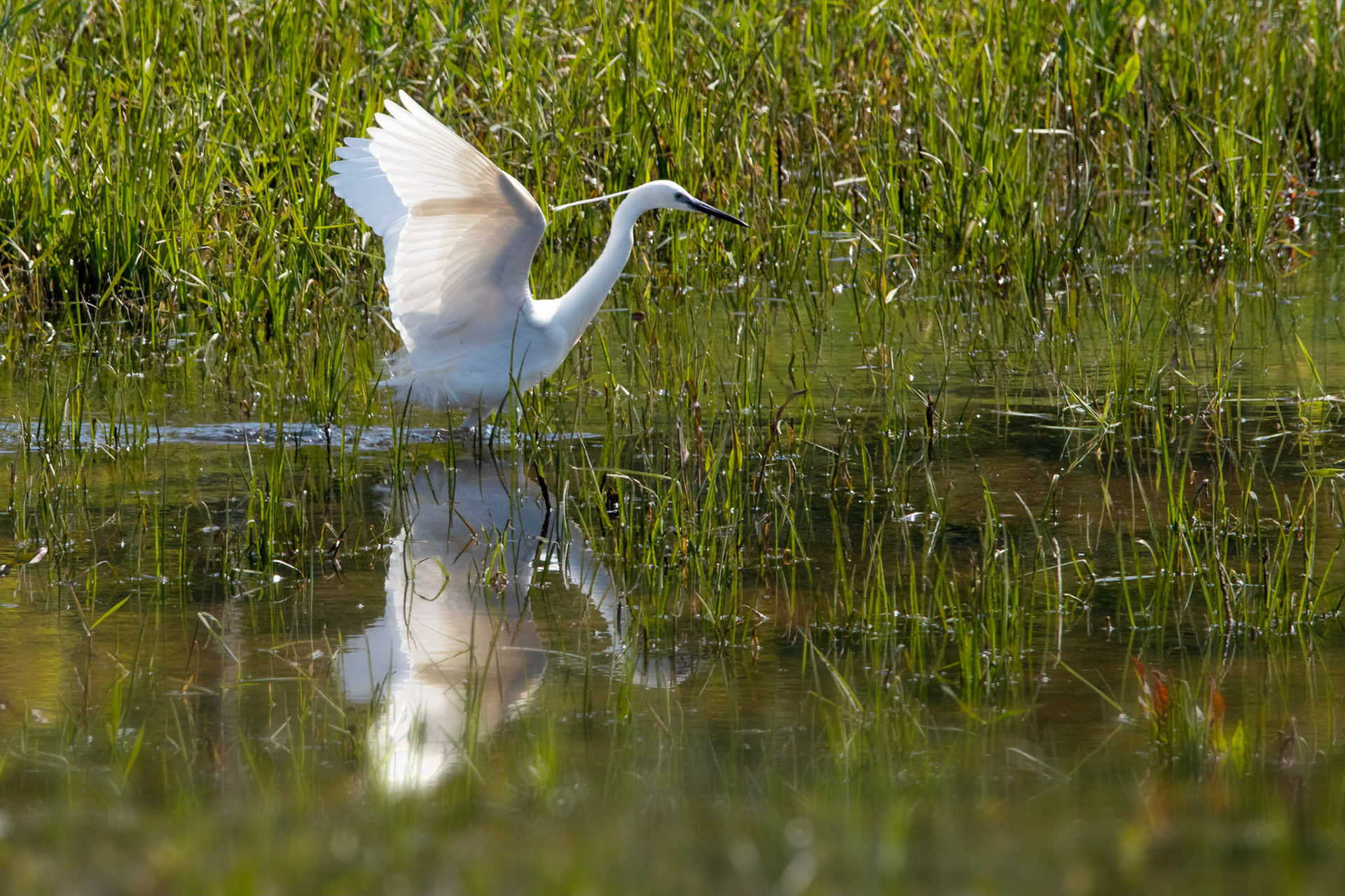 Aigrette garzette