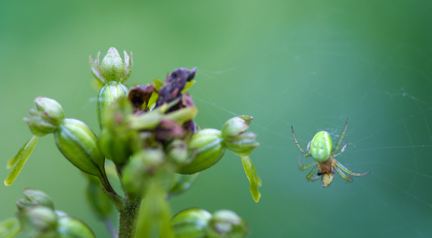 Cucumber spider on Twayblade